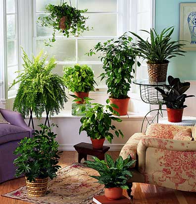 Plants
